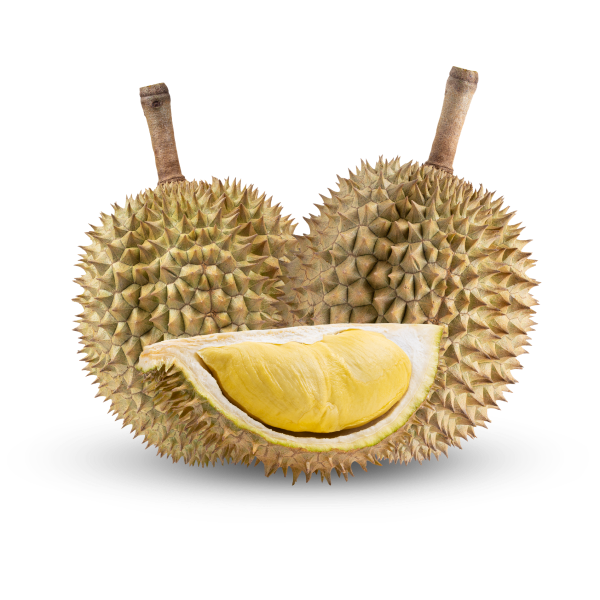 Freshly Picked Durian alt