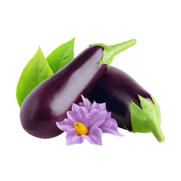 Nutrient-Rich Eggplant alt